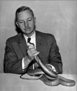 Herndon Dowling Jr. holding Junior, a three-meter King Cobra that notoriously consumed several of the females that the Bronx Zoo provided for him in attempts to produce baby King Cobra. (From ResearchGate. Photo of the original J.C. Mitchell)